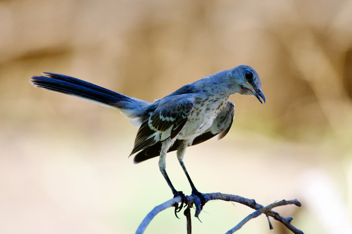 Northern Mockingbird - ML622149099