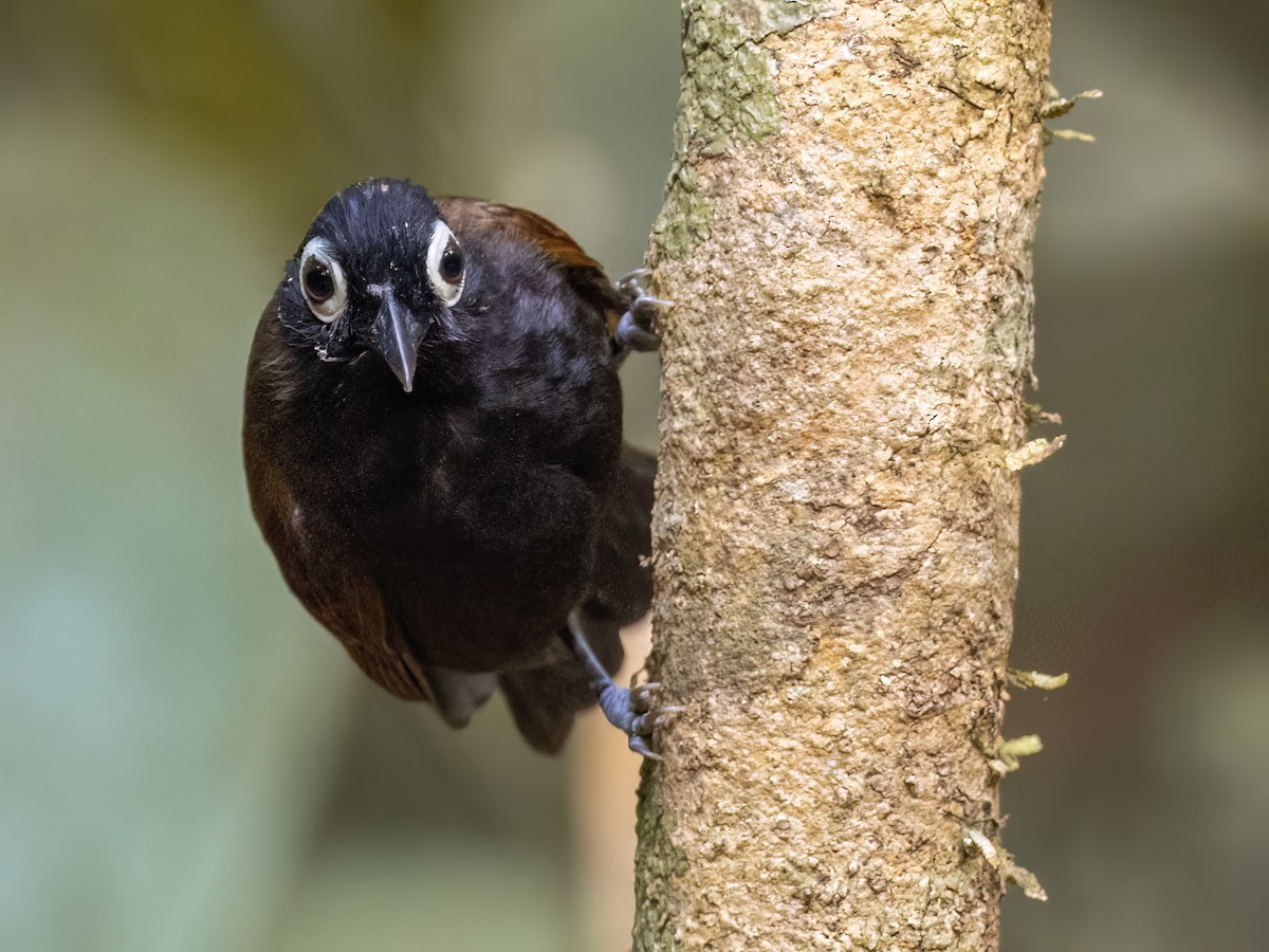 Bare-eyed Antbird - ML622149103