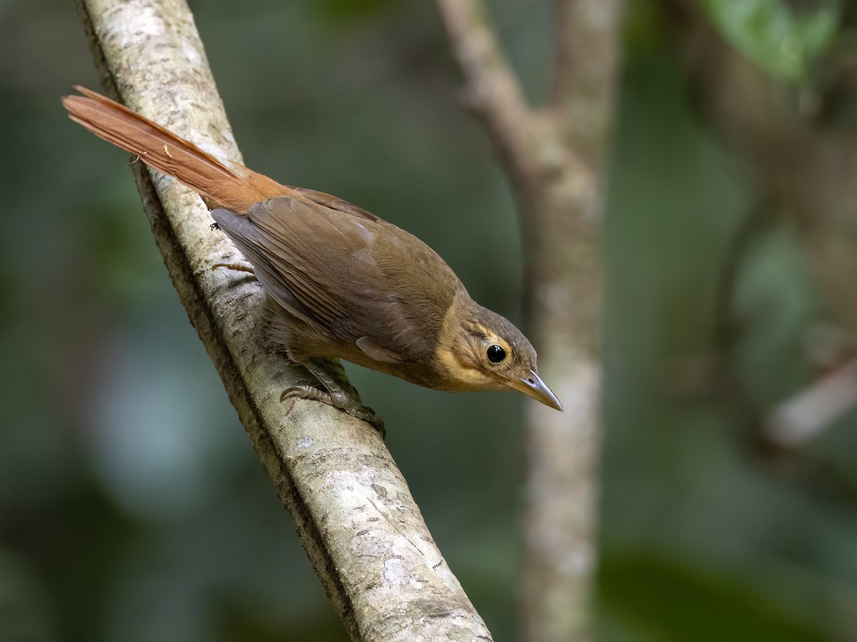 Ochre-throated Foliage-gleaner - ML622149113