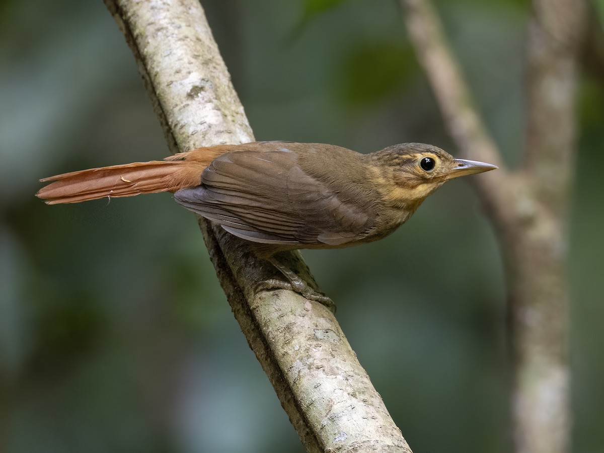 Ochre-throated Foliage-gleaner - ML622149114