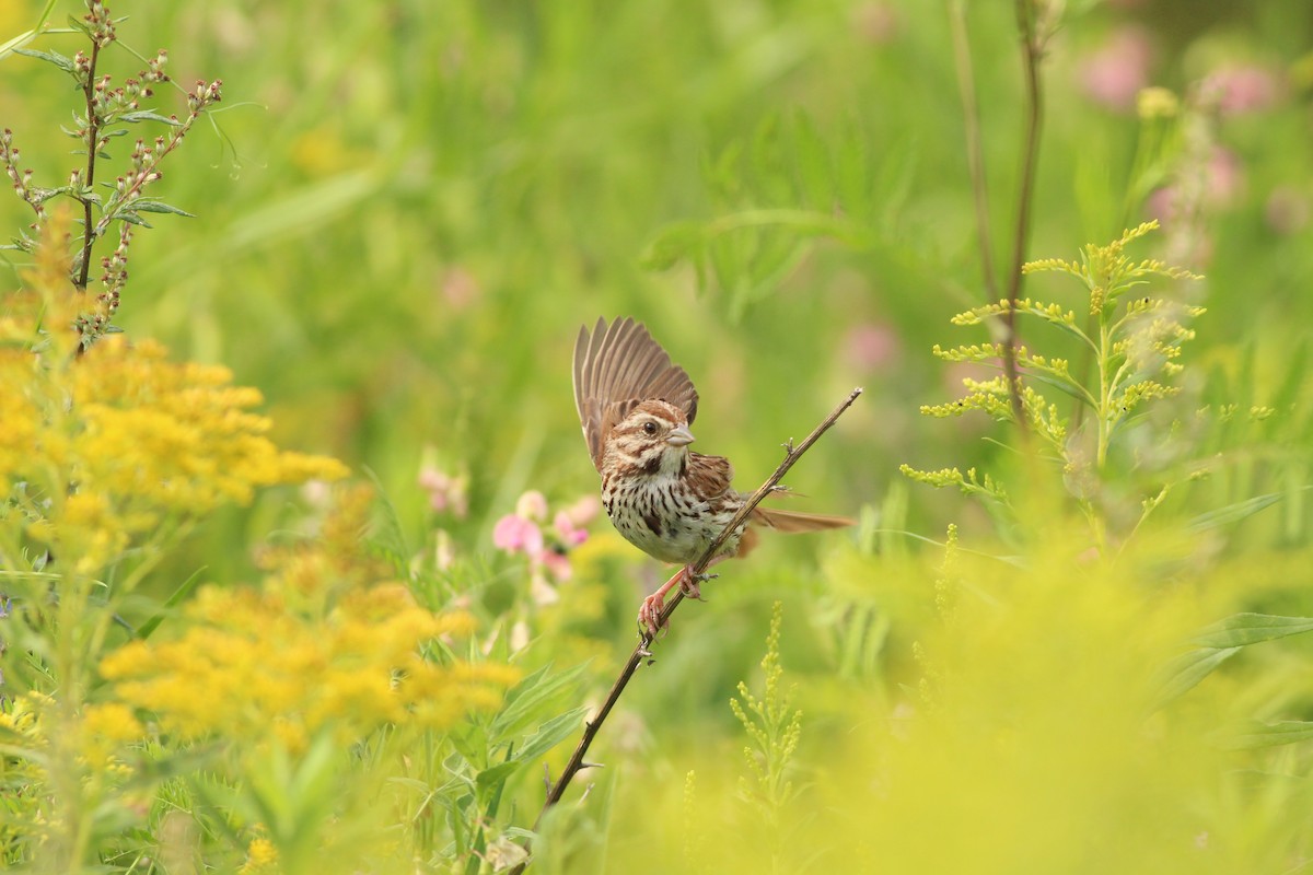 Song Sparrow - ML622149122