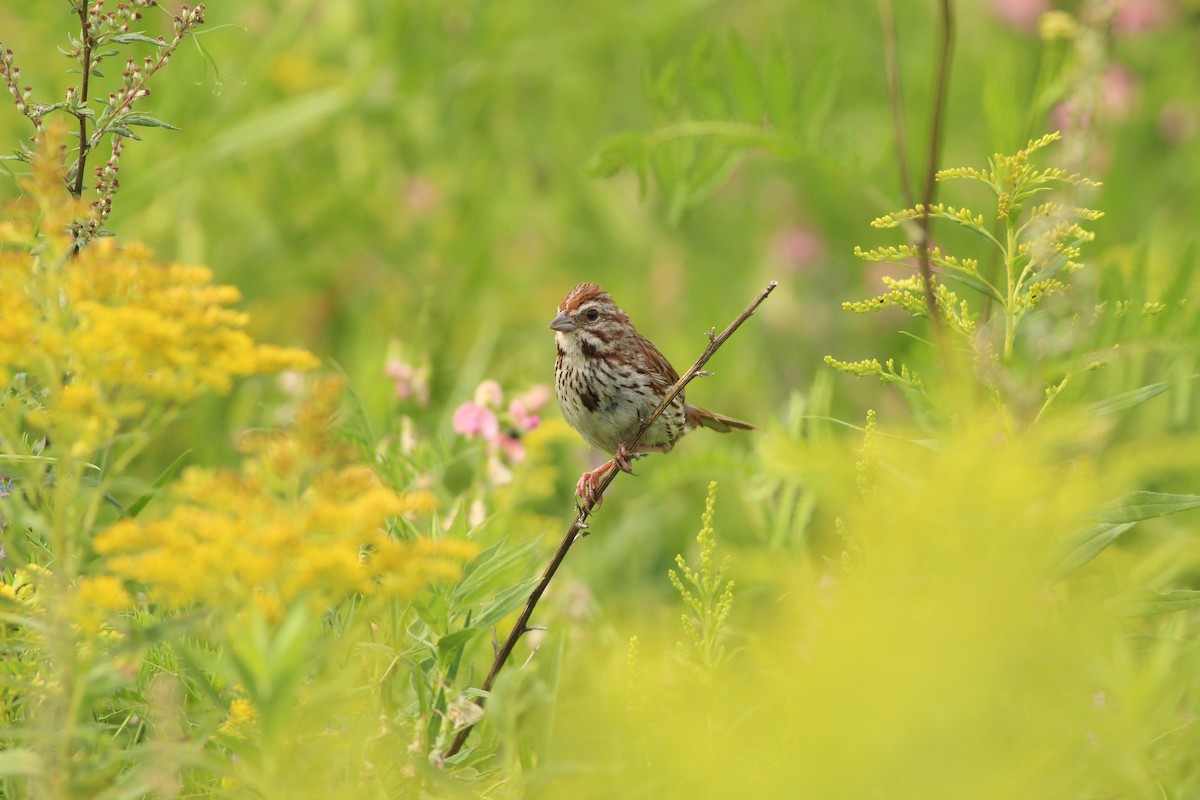 Song Sparrow - Emmanuel Deshaies