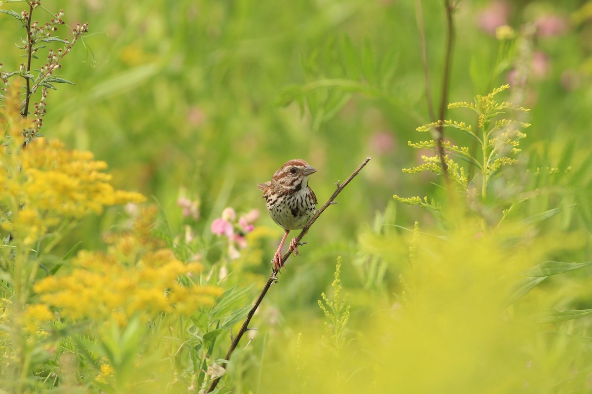 Song Sparrow - ML622149124