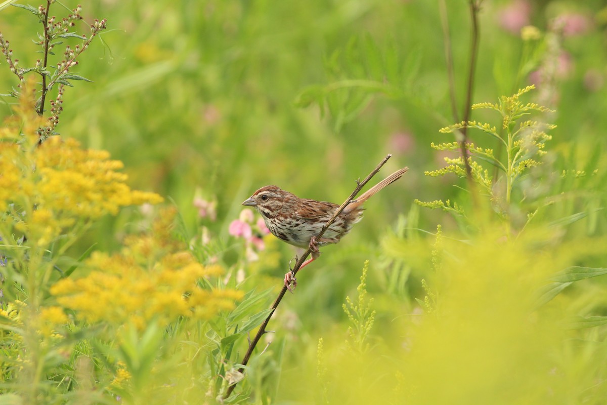 Song Sparrow - ML622149125