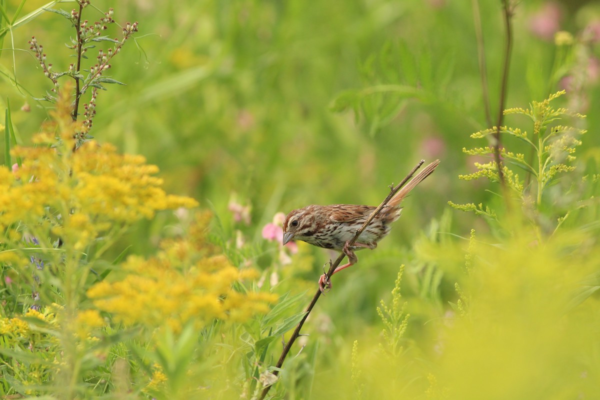 Song Sparrow - ML622149126