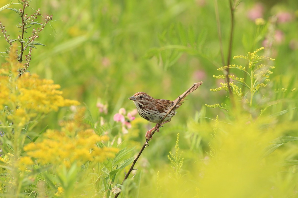 Song Sparrow - ML622149127