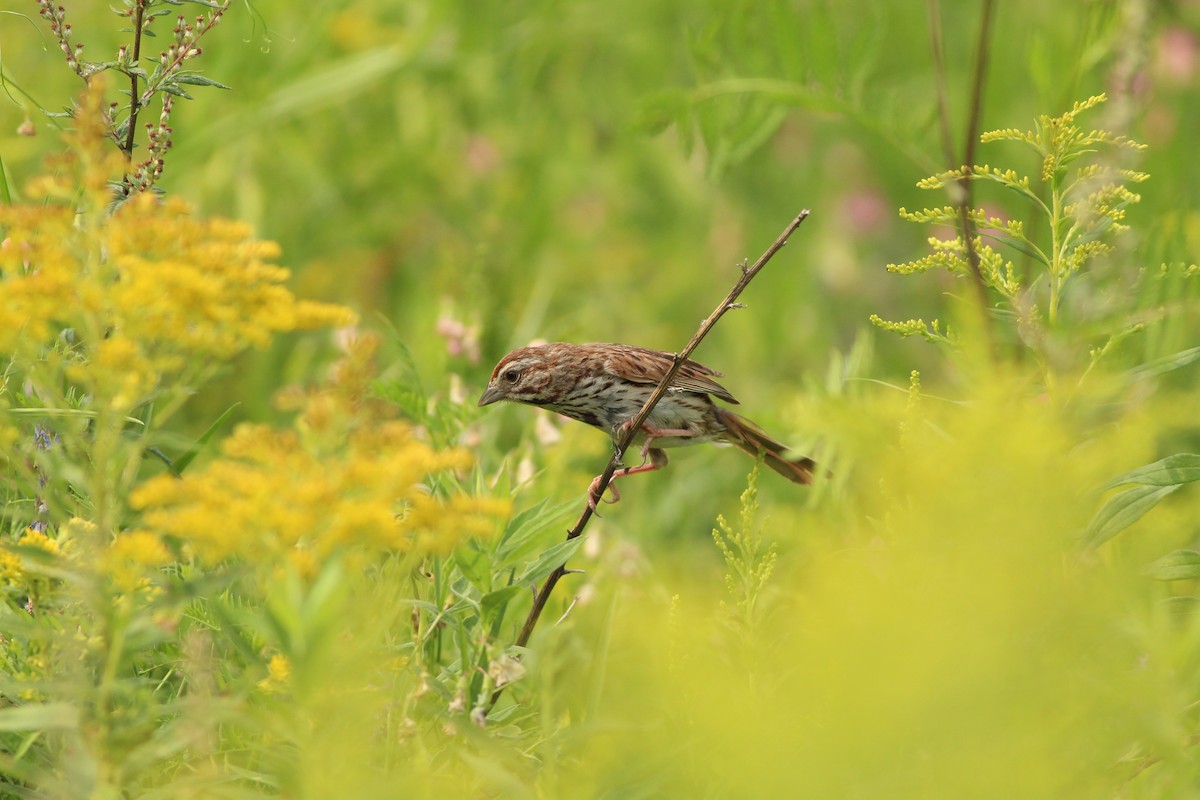 Song Sparrow - ML622149128