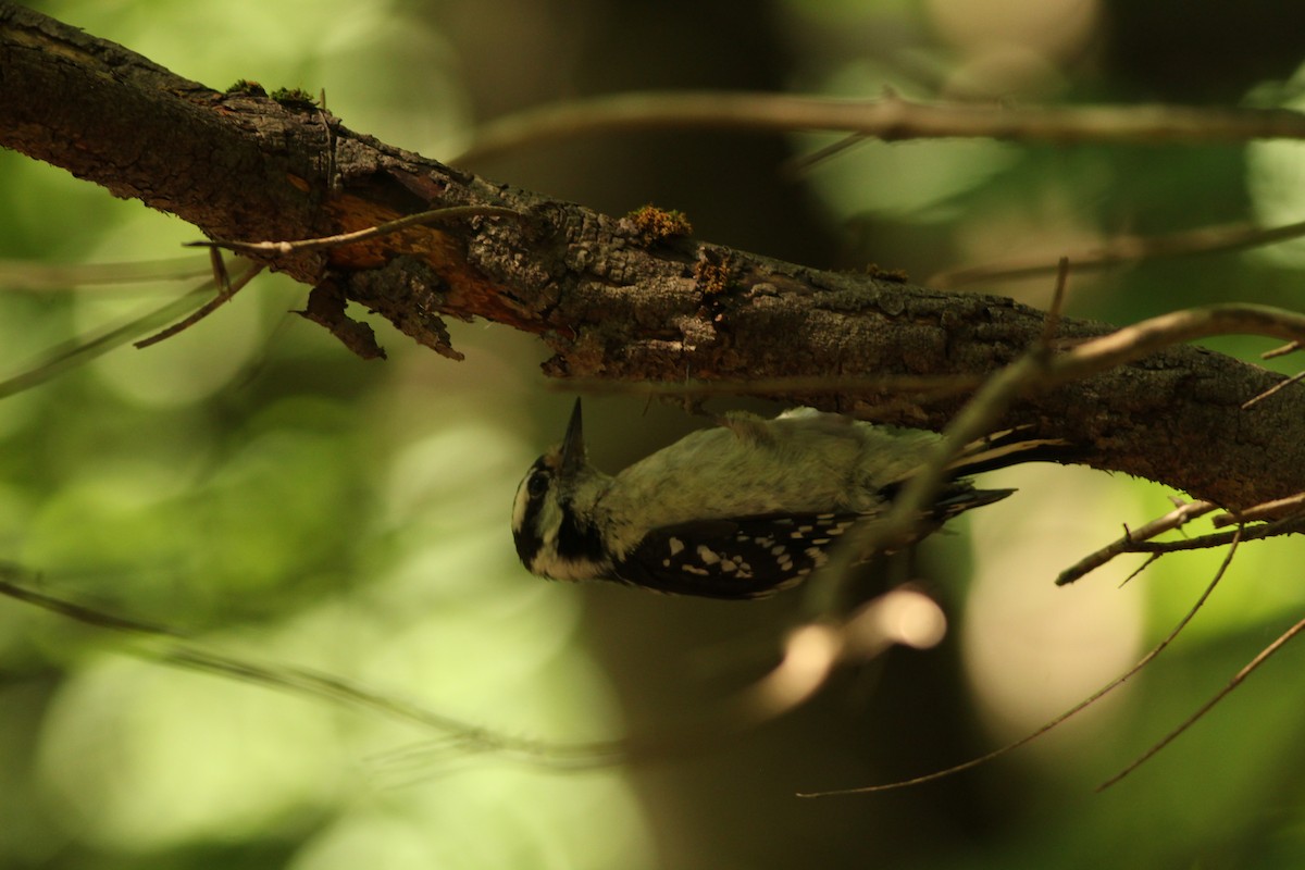 Downy Woodpecker - ML622149131