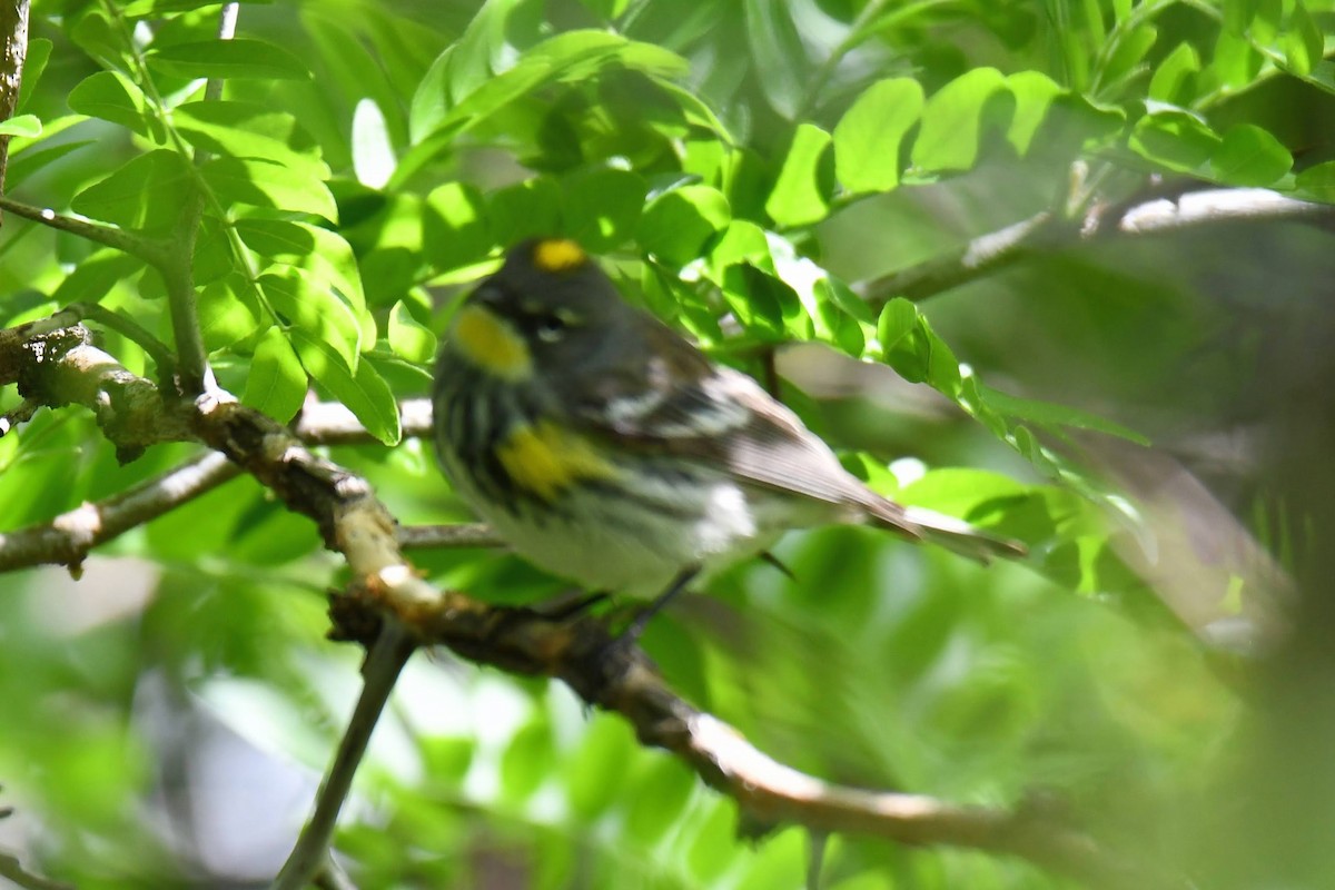 Yellow-rumped Warbler (Myrtle x Audubon's) - ML622149151