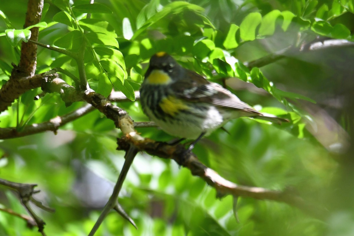 Yellow-rumped Warbler (Myrtle x Audubon's) - ML622149152