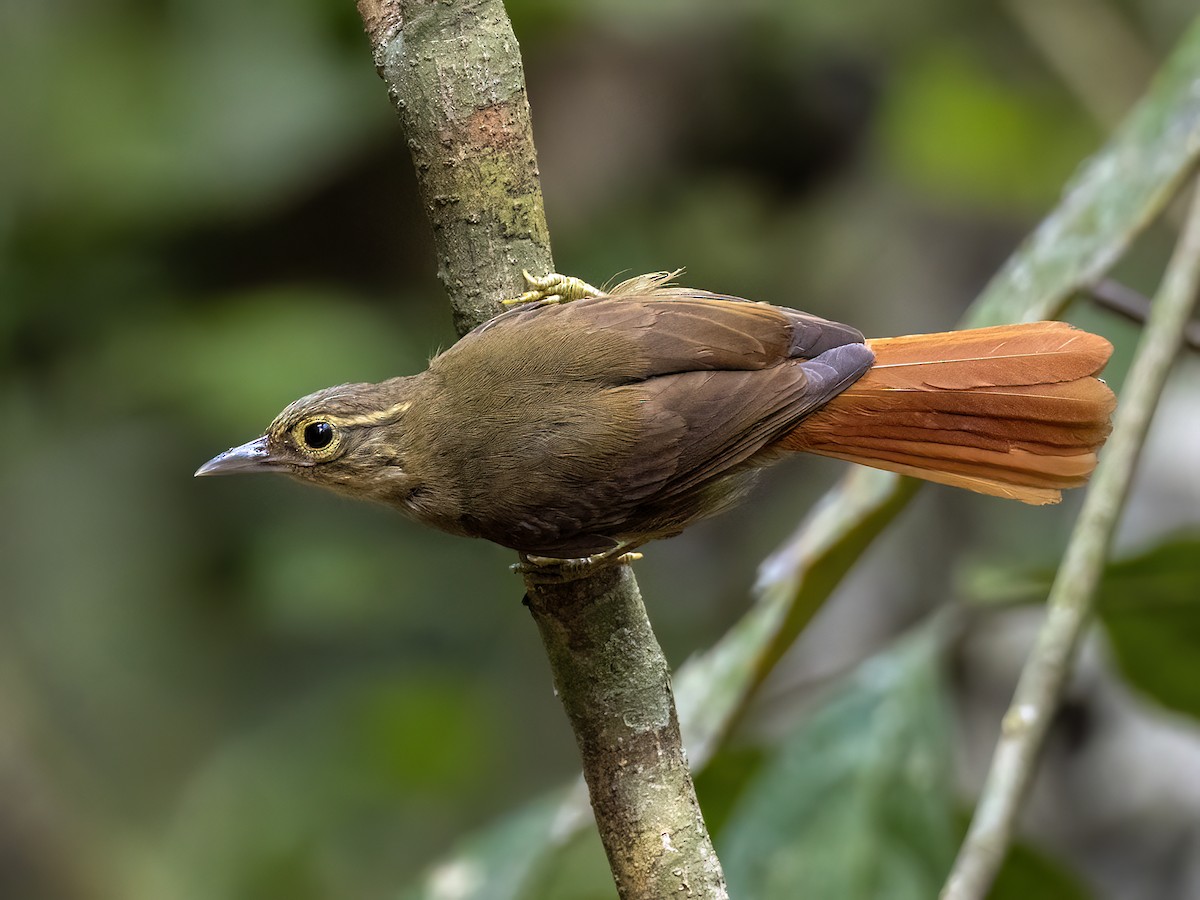 Rufous-rumped Foliage-gleaner - ML622149166