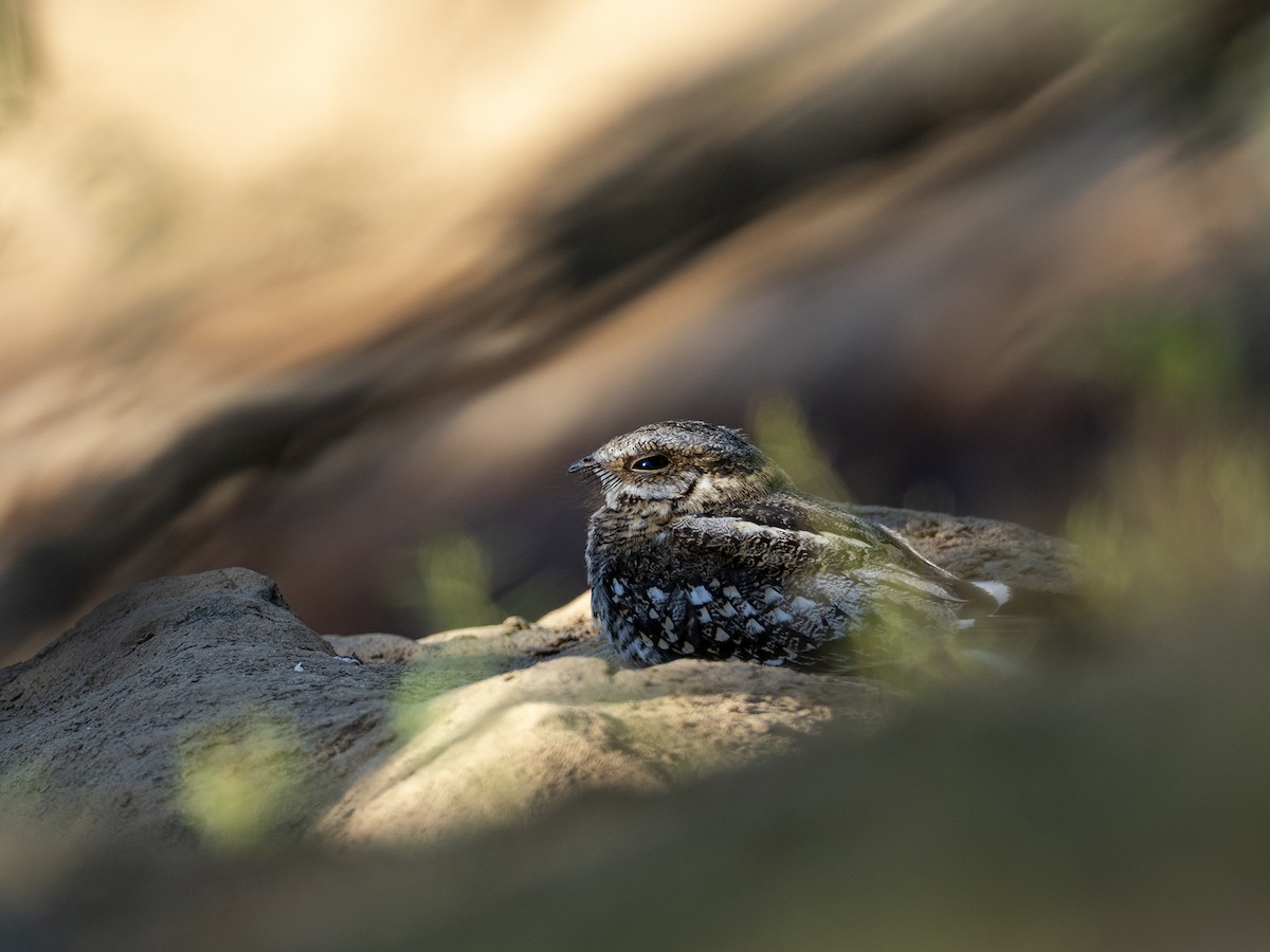 Ladder-tailed Nightjar - ML622149227