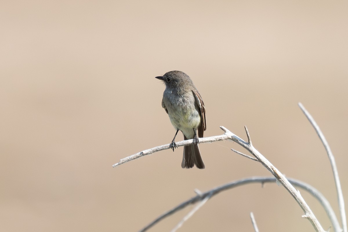 Gray/Dusky Flycatcher - ML622149239