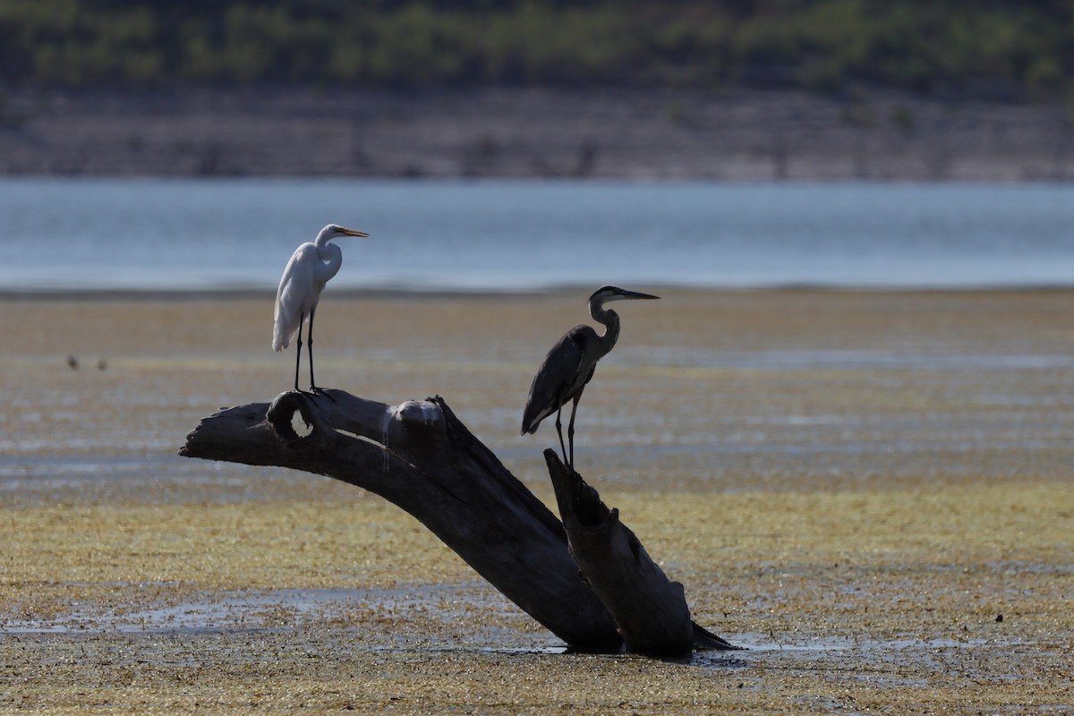 Great Blue Heron - Fernanda Araujo