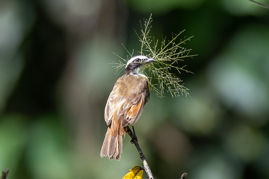 Great Kiskadee - César Agudelo