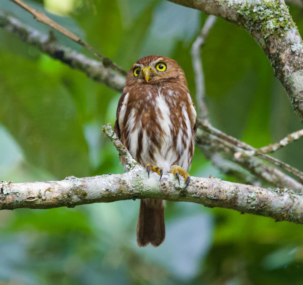 Ferruginous Pygmy-Owl - Vantuil Neves