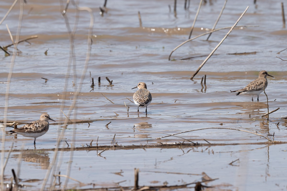 gulbrystsnipe - ML622149276