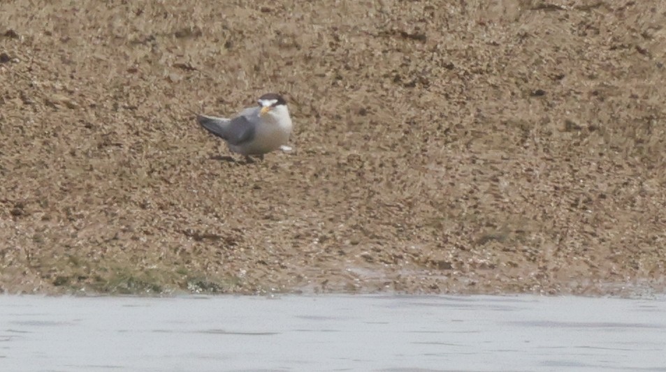 Least Tern - ML622149280