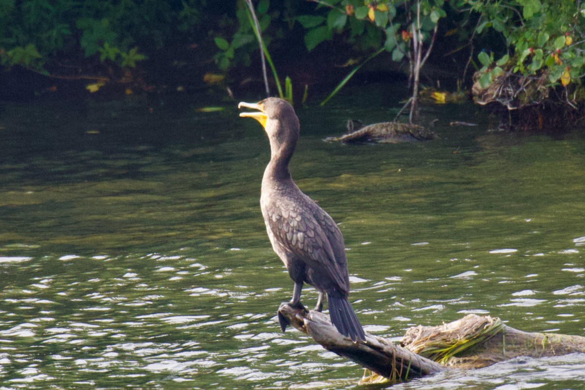 Double-crested Cormorant - Steve Luke