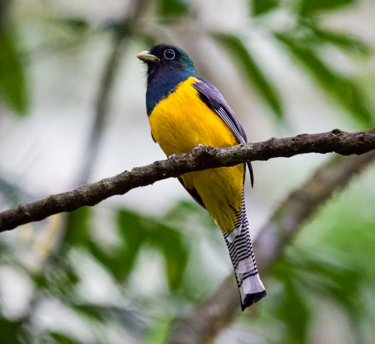 Atlantic Black-throated Trogon - ML622149283