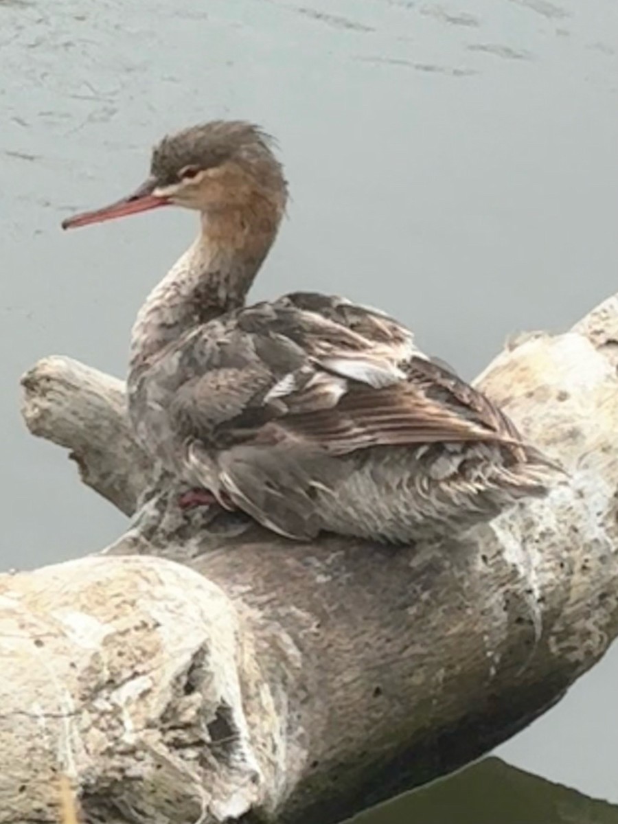 Red-breasted Merganser - ML622149284