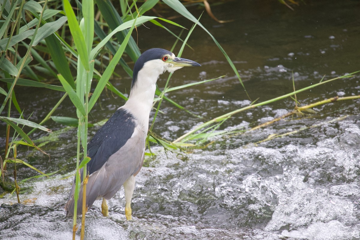 Black-crowned Night Heron - Steve Luke