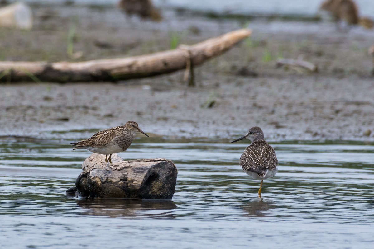 Pectoral Sandpiper - ML622149297