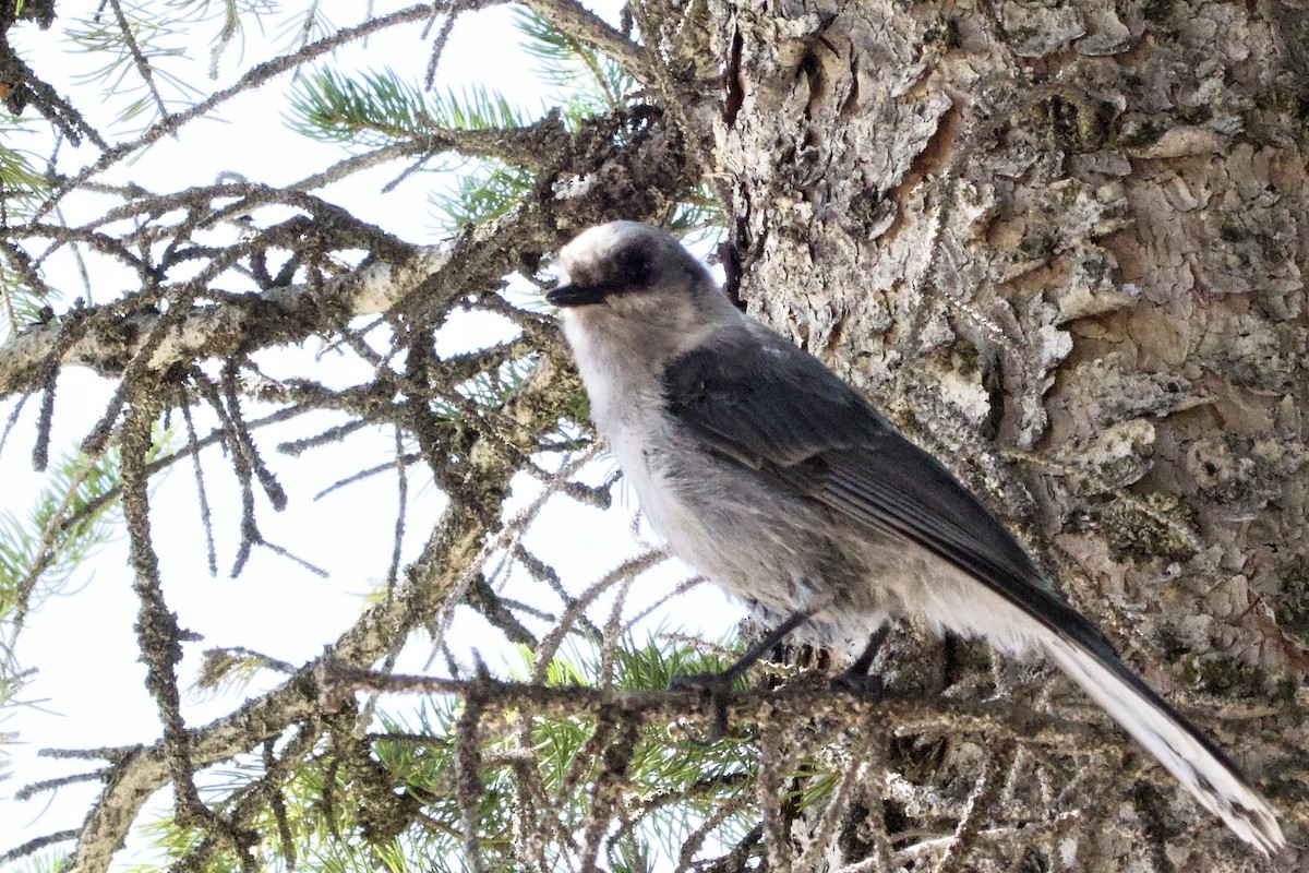 Canada Jay - ML622149310