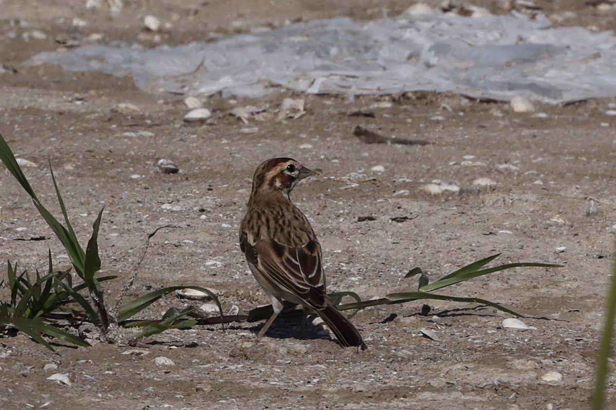 Lark Sparrow - Fernanda Araujo