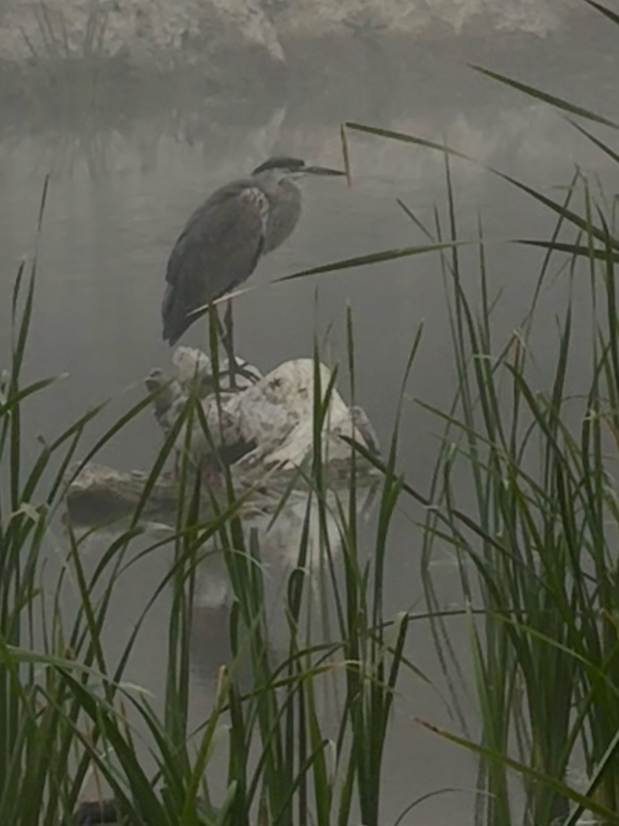 Great Blue Heron - ML622149317