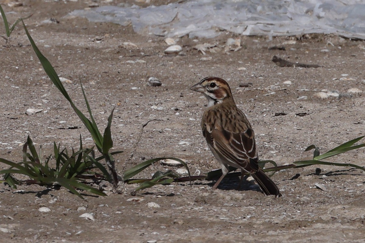 Lark Sparrow - ML622149319