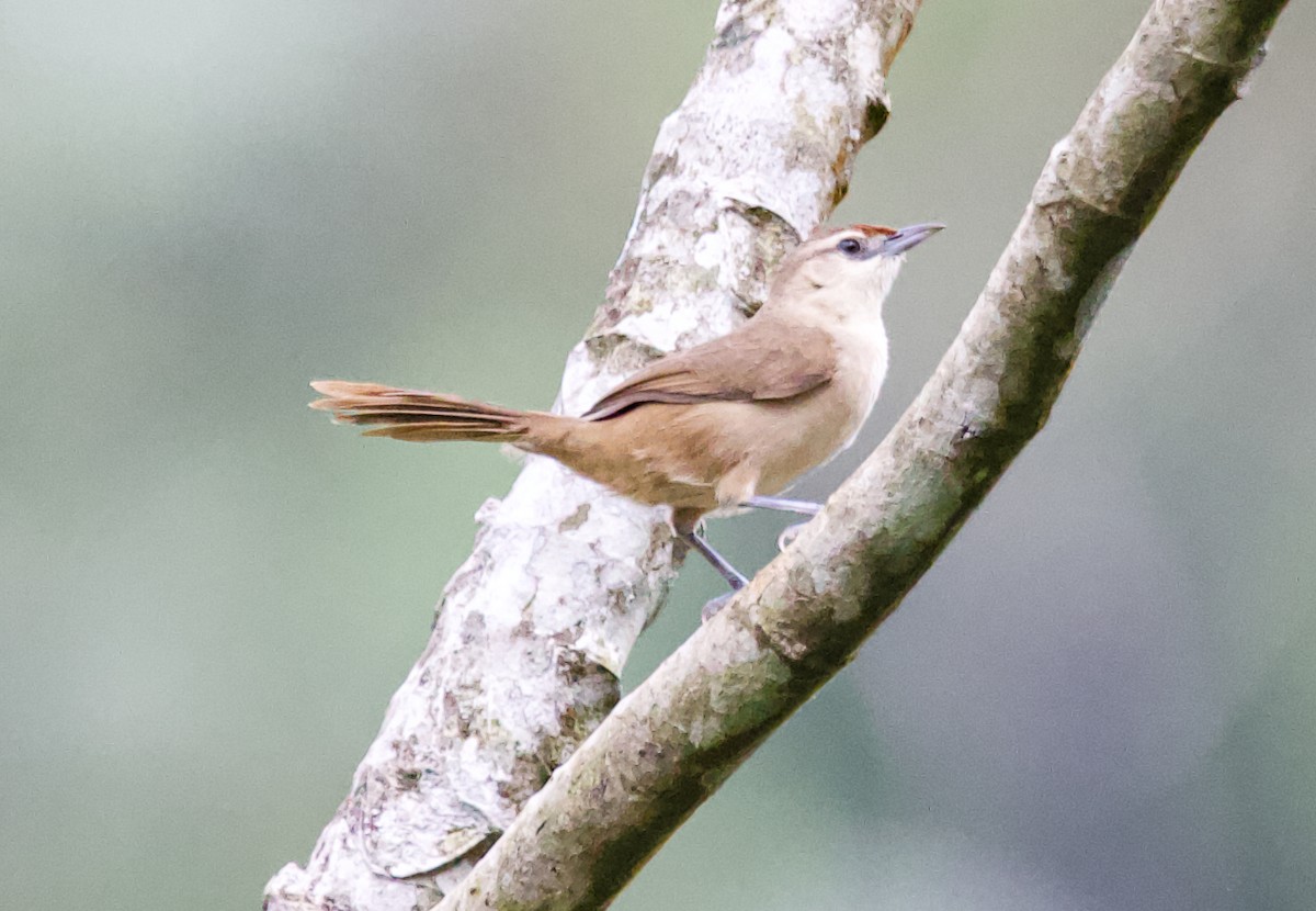 Rufous-fronted Thornbird - ML622149320