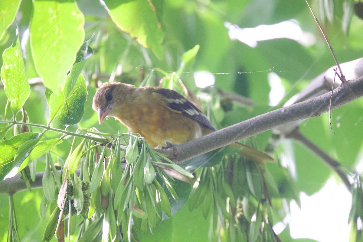 Baltimore Oriole - ML622149321