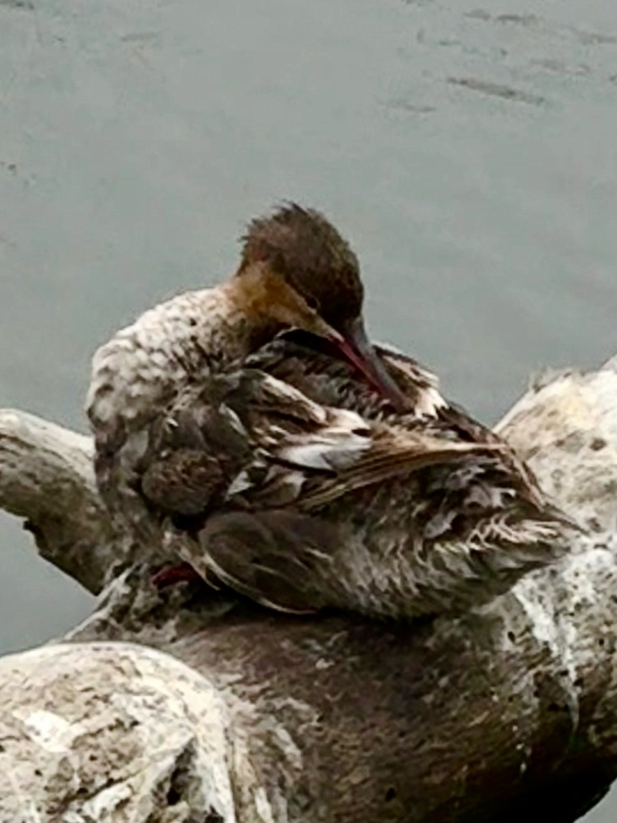 Red-breasted Merganser - ML622149322