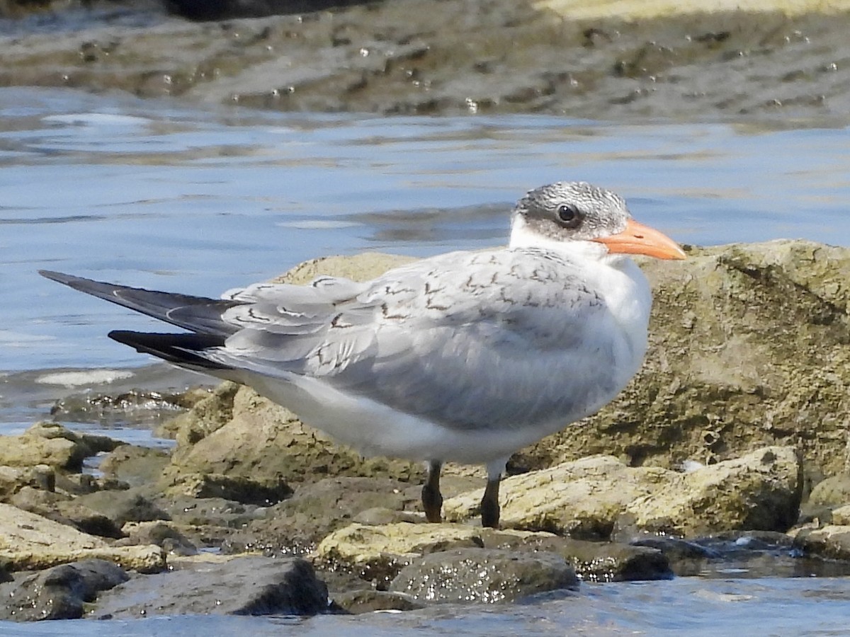 Caspian Tern - ML622149324