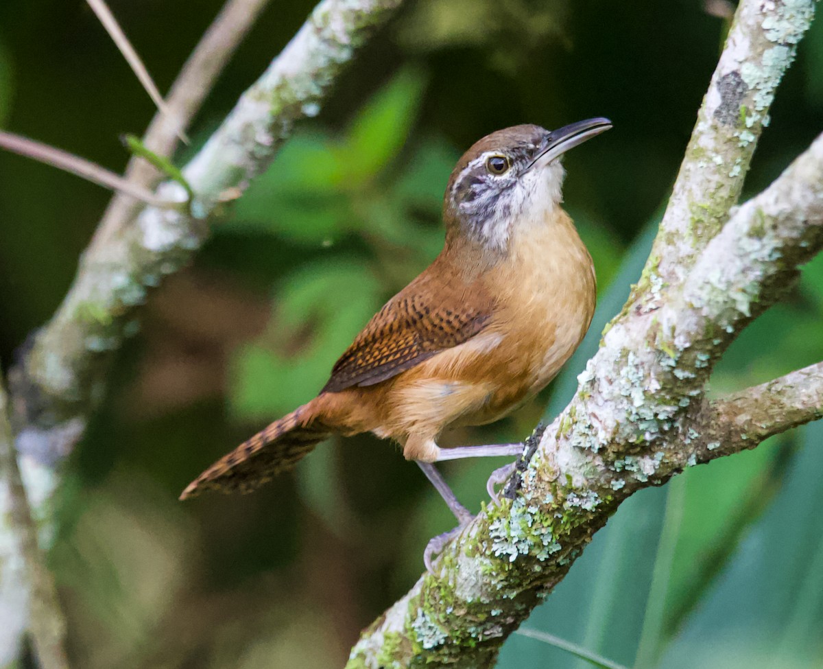 Long-billed Wren - ML622149329