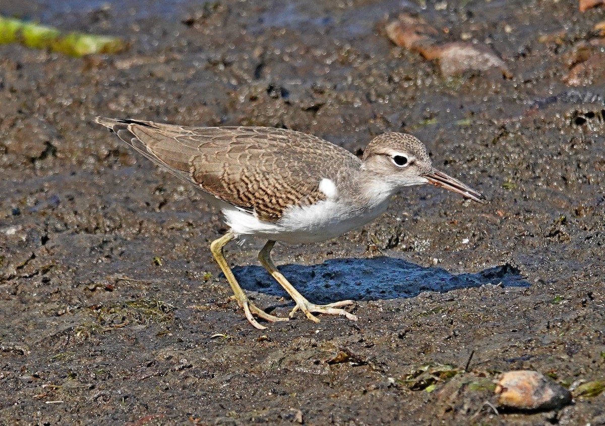 Spotted Sandpiper - ML622149332