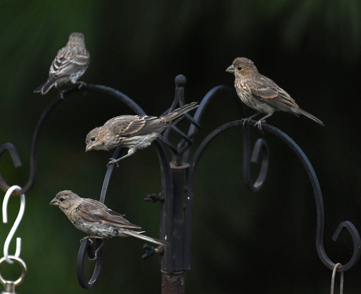 House Finch - ML622149333