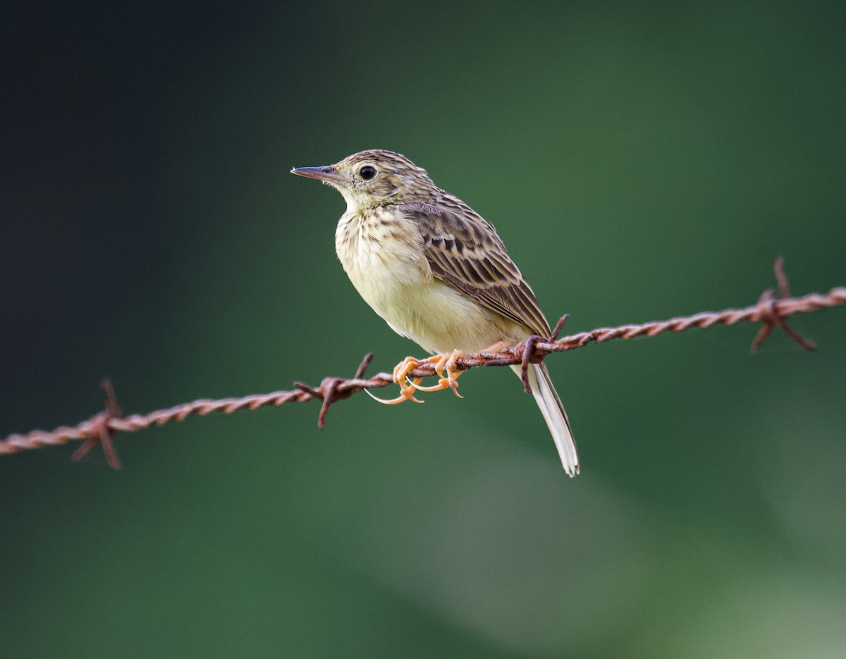 Yellowish Pipit - ML622149334