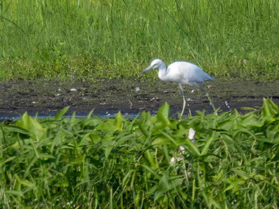 Little Blue Heron - ML622149342