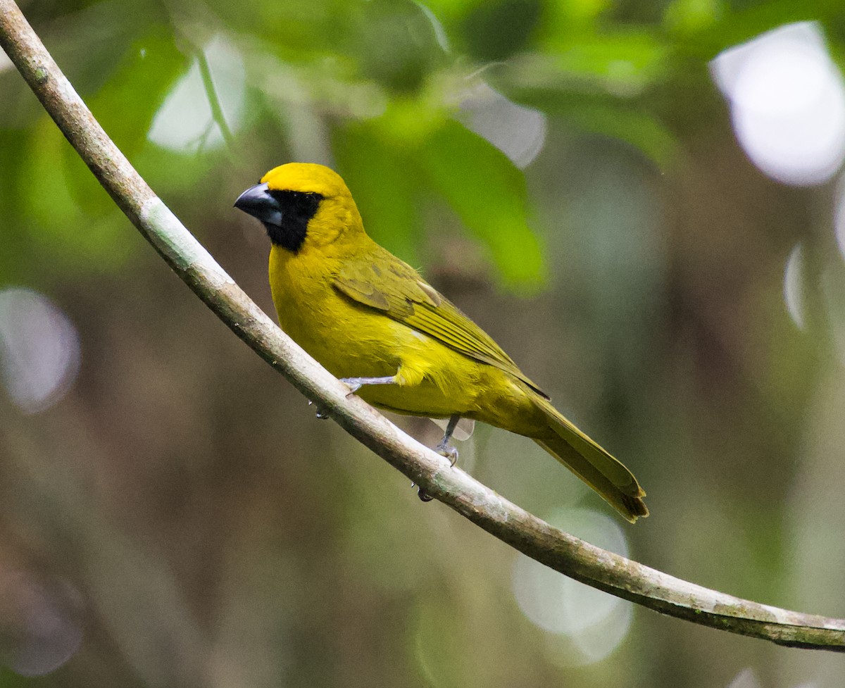 Yellow-green Grosbeak - ML622149343