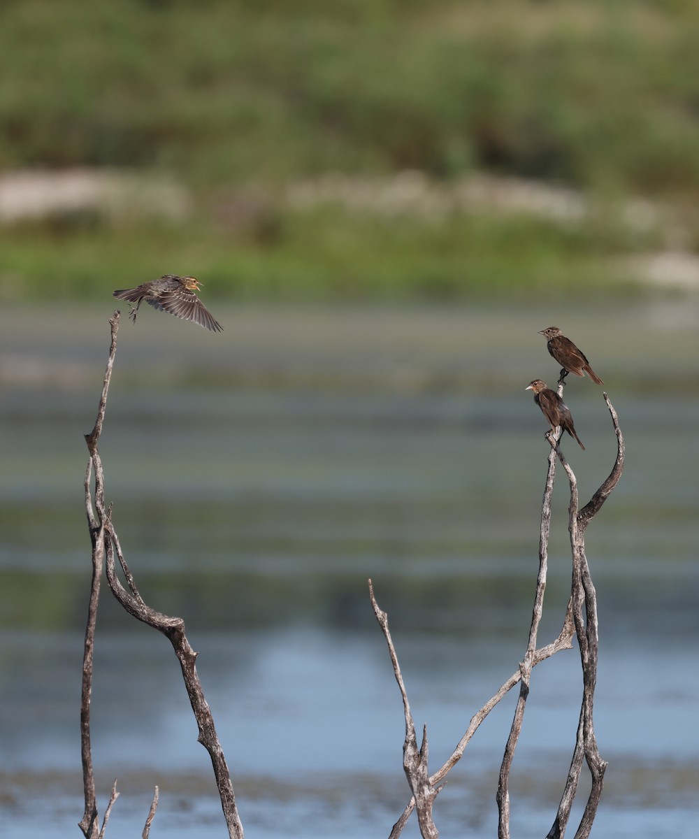 Red-winged Blackbird - ML622149345