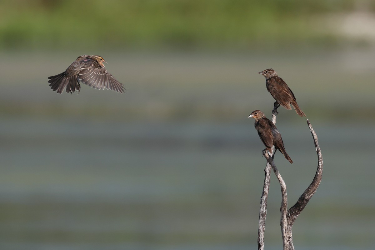 Red-winged Blackbird - ML622149346