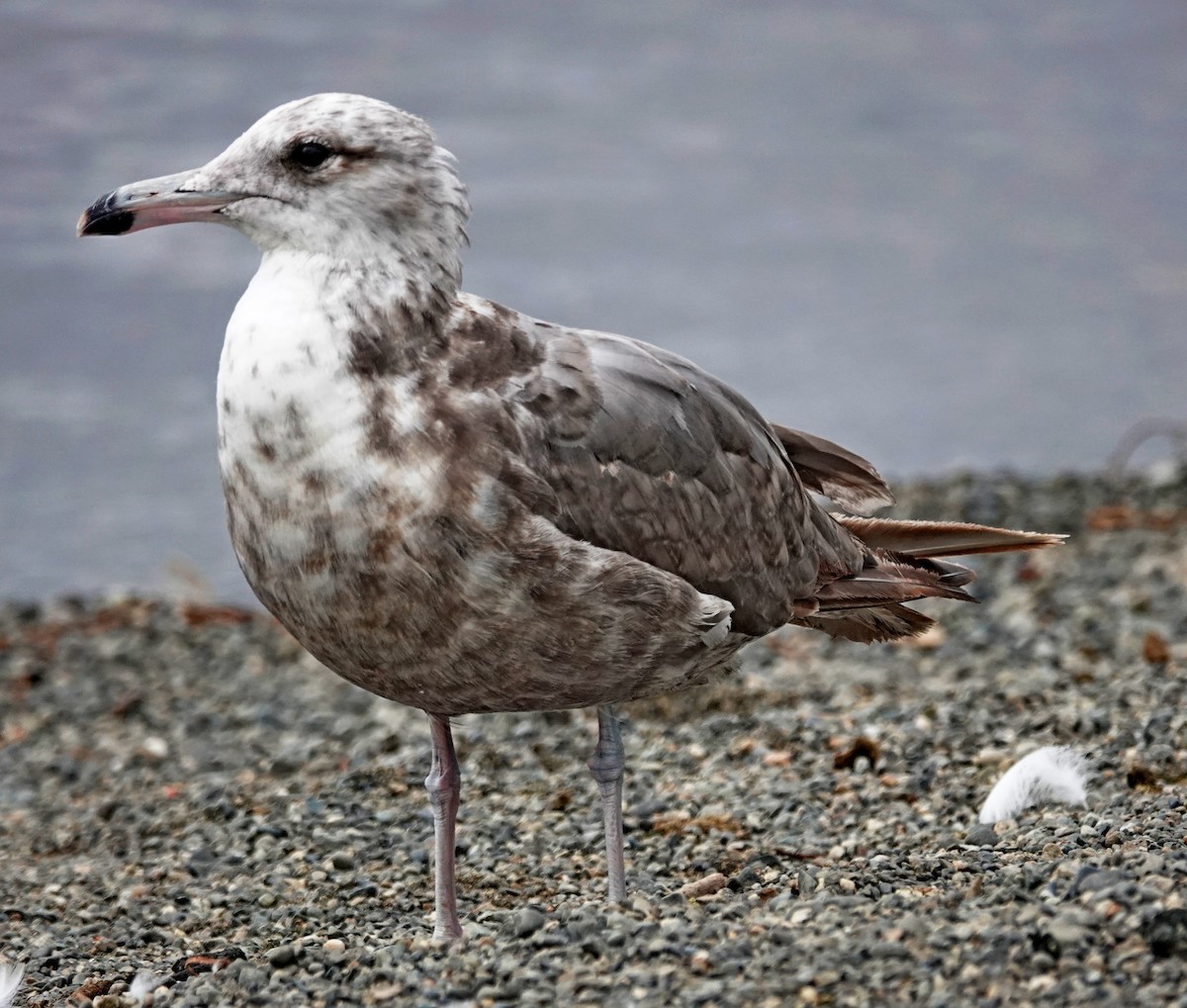 California Gull - ML622149347