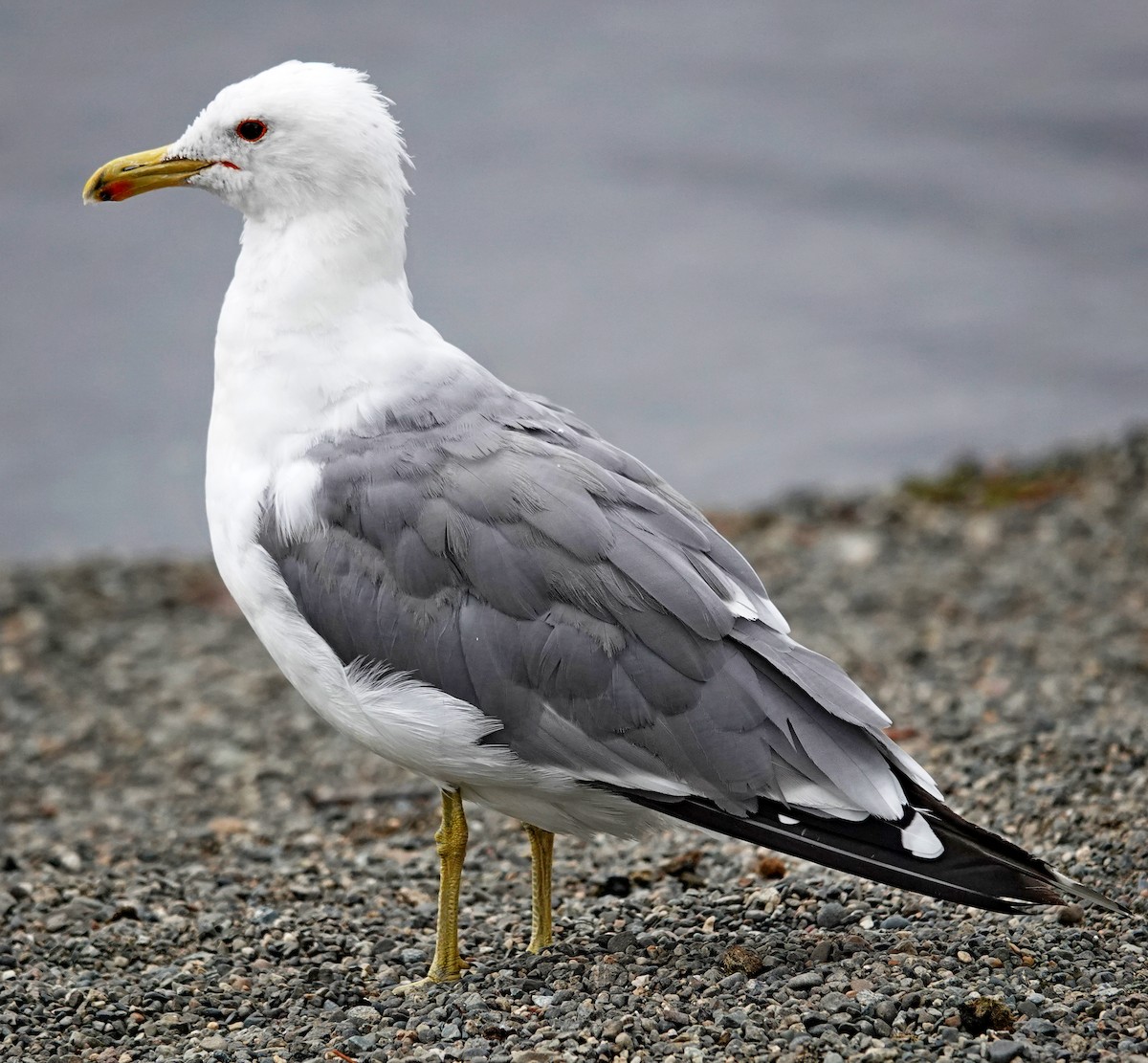 California Gull - ML622149348