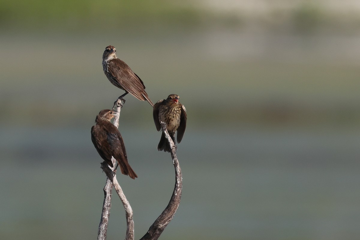 Red-winged Blackbird - ML622149349