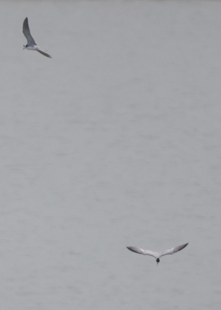 Least Tern - Tim Lenz