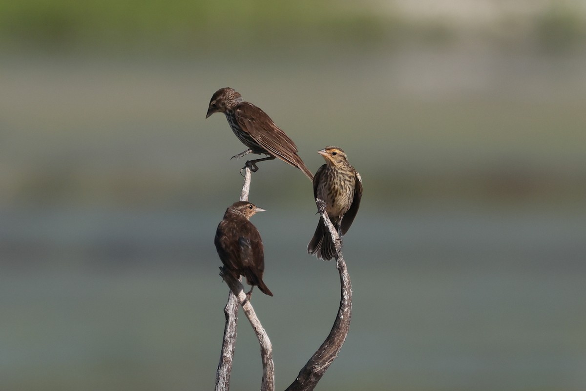 Red-winged Blackbird - ML622149351