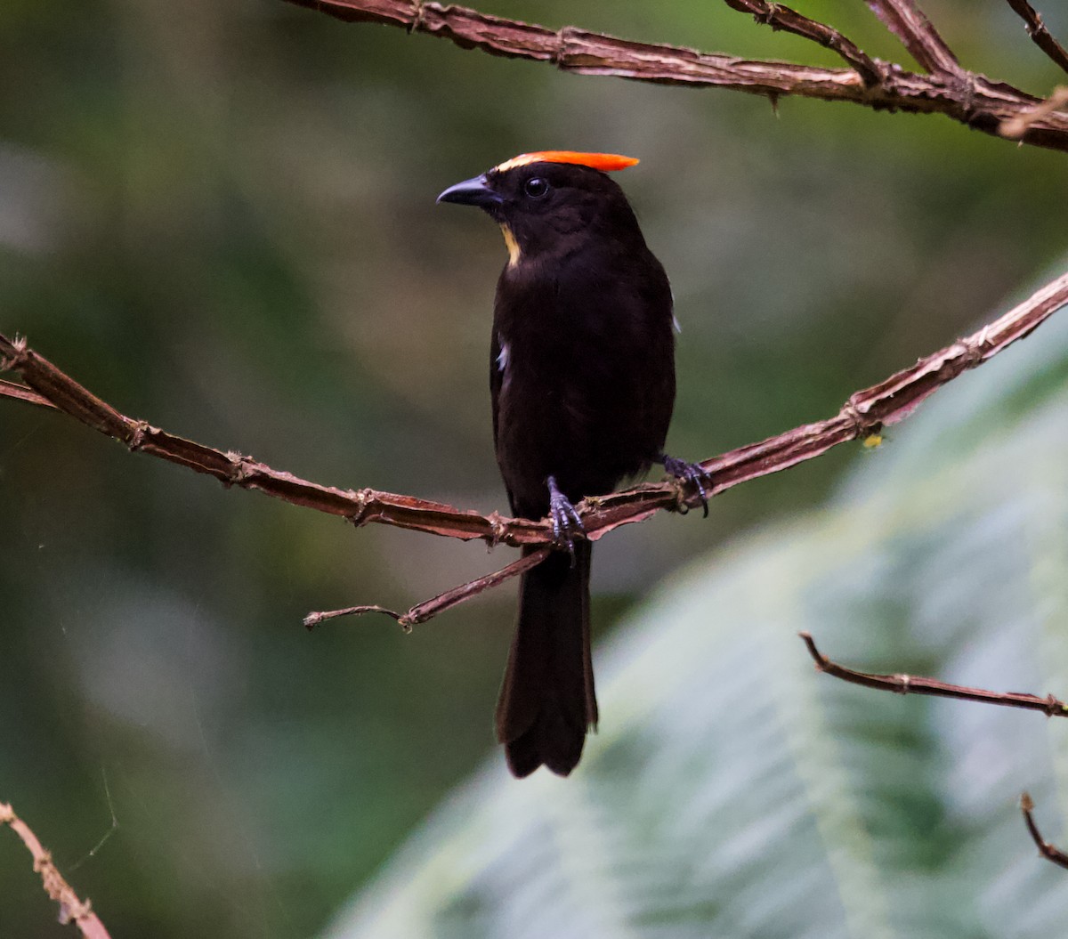 Flame-crested Tanager - ML622149352