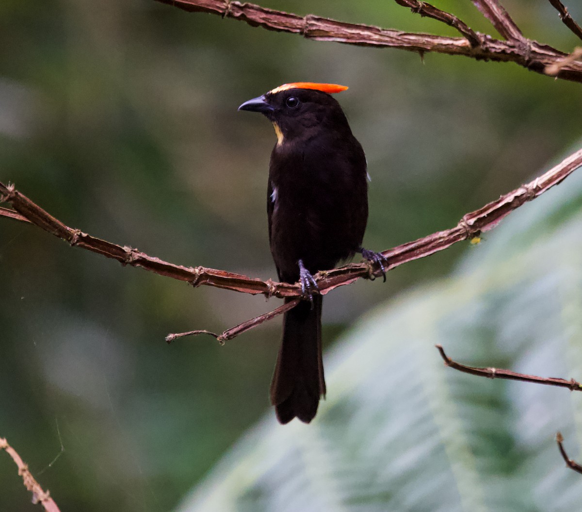 Flame-crested Tanager - Vantuil Neves